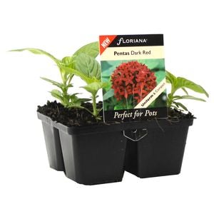 4 Cell Floriana Perfect Pentas Red - Pentas lanceolate