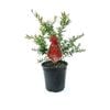 350mm Grevillea Lady O
