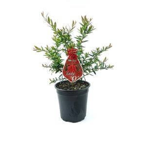 350mm Grevillea Lady O