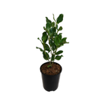 2.4L Broadleaf - Griselinia littoralis Broadway Mint