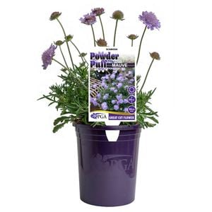 140mm Powder Puff Mauve - Scabiosa columbaria