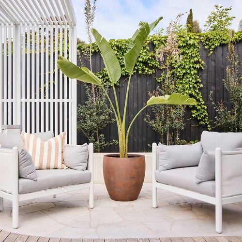 The Harper Egg Pot in Rust 54cm is perfectly
  paired with a Birds of Paradise plant, in styled outdoor entertaining area.
  IN: 051052