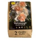 Yarra Valley Bulbs Daffodil Delsnaugh - 2 Pack