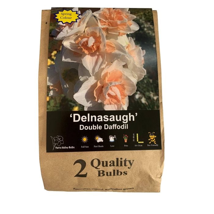Yarra Valley Bulbs Daffodil Delsnaugh - 2 Pack