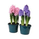 Potted Bulbs