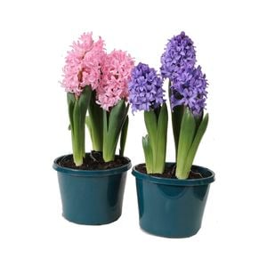 Potted Bulbs