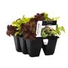 6 Cell Lettuce Multi Cut Mix - Lactuca sativa - Fusion Vegetable Range