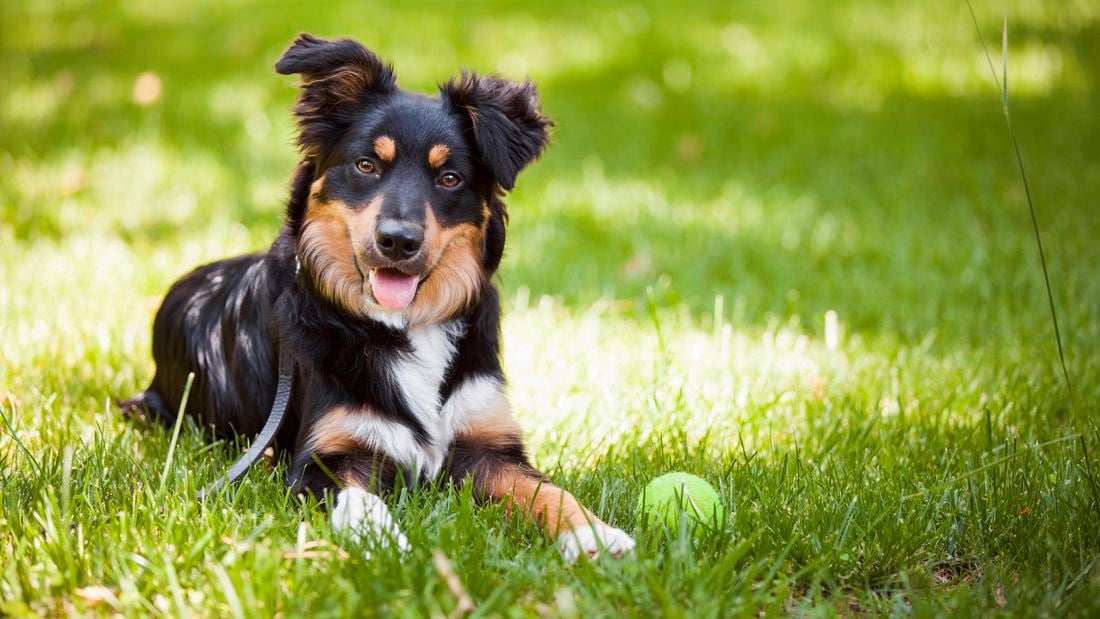 Dog laying on the grass looking at the camera with a tennis ball sitting to the side.