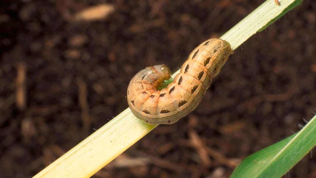 A caterpillar on a green plant stalk