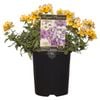 140mm Nemesia Nesia Regal Passions Range