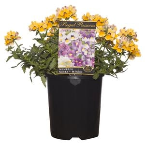 140mm Nemesia Nesia Regal Passions Range