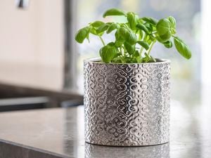 Basil in a pot.