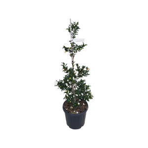 20L Camellia Silver Dollar - Camellia sasanqua