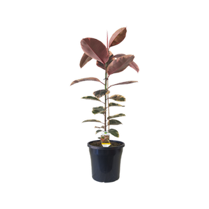 250mm Ruby Ficus - Ficus elastica