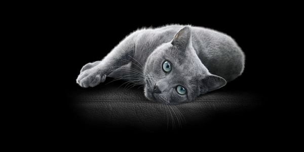 Close up of a grey cat with a black background.