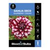 Bloomin Bulbs Dahlia Raspberry Cream - 1 Pack