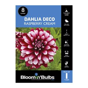 Bloomin Bulbs Dahlia Raspberry Cream - 1 Pack