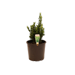 200mm Euonymous Green Rocket - Euonymus japonica