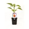 95mm Capsicum Red - Capsicum annuum