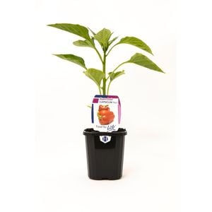95mm Capsicum Red - Capsicum annuum