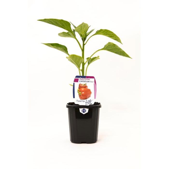 95mm Capsicum Red - Capsicum annuum