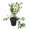 1.9L Blueberry Blast - Vaccinum virgatum Aiton Sunwannee