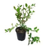 1.9L Blueberry Blast - Vaccinum virgatum Aiton Sunwannee