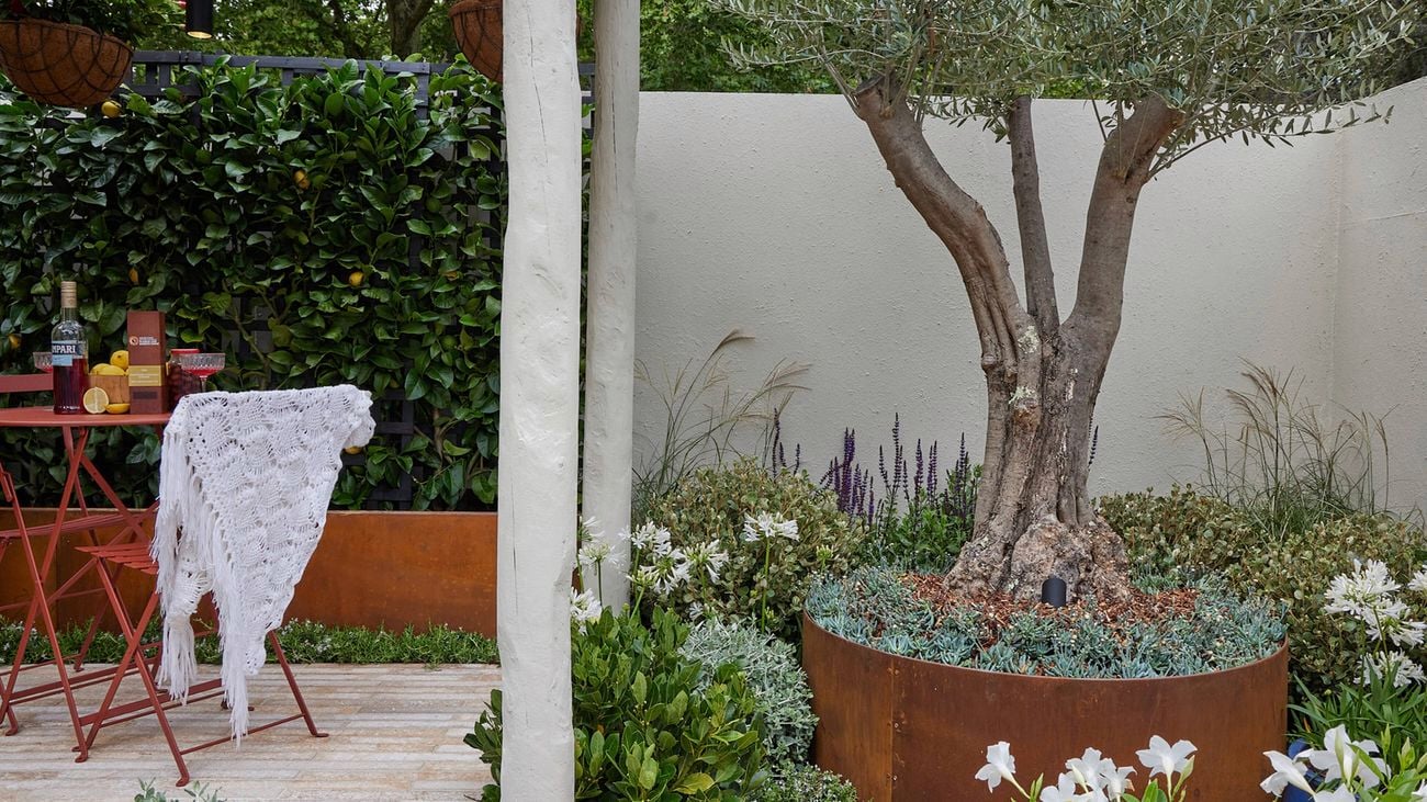 A courtyard with a light masonry wall and a tree in a round corten steel planter to the right. On the left is a paved area with a bistro setting and a corten steel raised bed with espaliered citrus.
