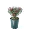 150mm Needle Leaf Feather Bush - Aulax cancellata