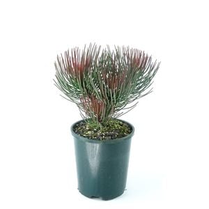 150mm Needle Leaf Feather Bush - Aulax cancellata