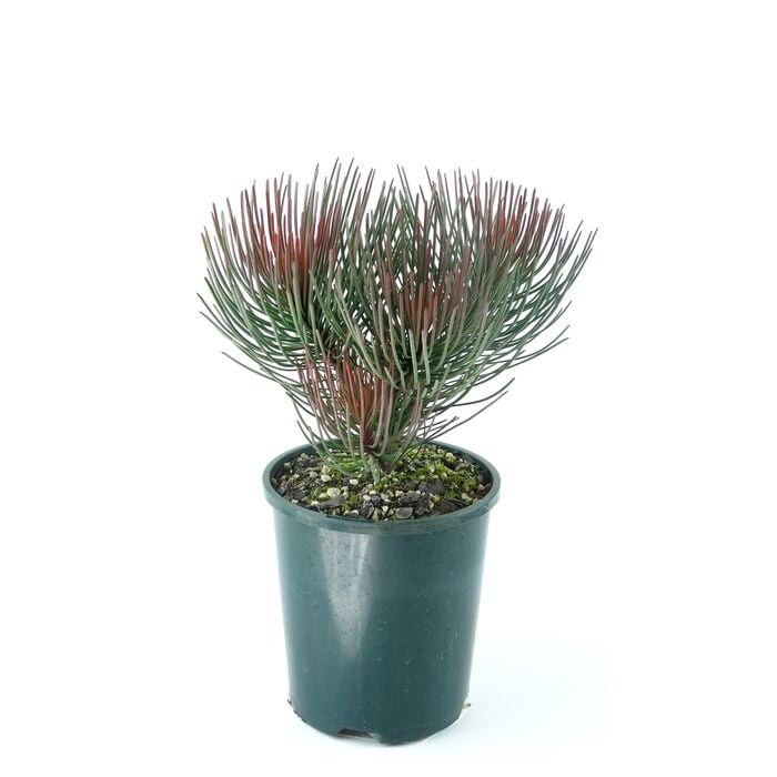 150mm Needle Leaf Feather Bush - Aulax cancellata