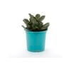 105mm Bright and Easy - Aeonium Decorum 'Red Edge'