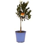 250mm Imperial Mandarin - Citrus reticulata