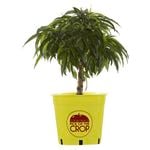 250mm Dwarf Trixzie Pixzee Peach - Prunus persica