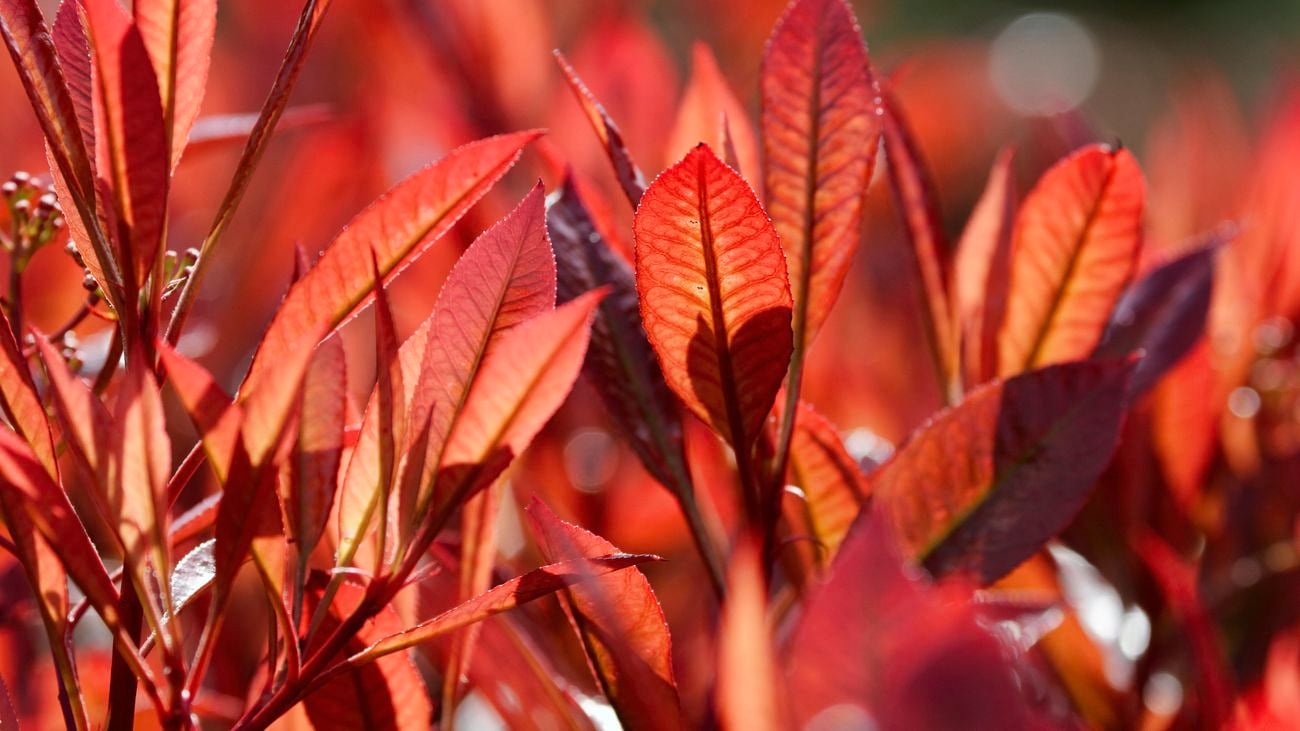 macro view of the bright red leaves of the photinia plant