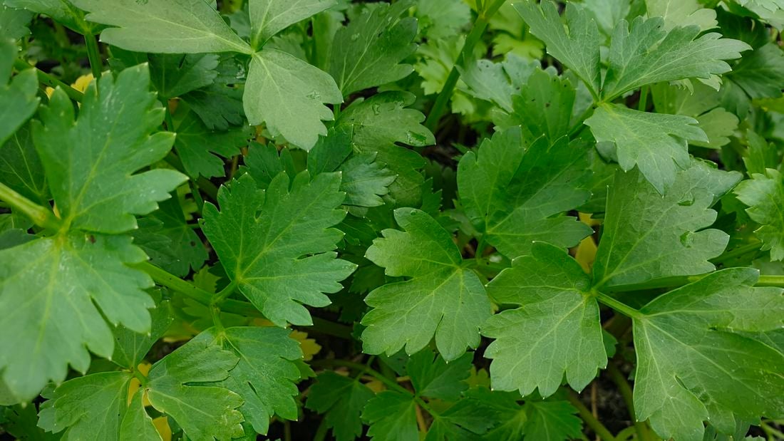 Green parsley-like leaves of sea celery