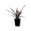 3.5L Phormium Evening Glow - Phormium tenax Evening Glow