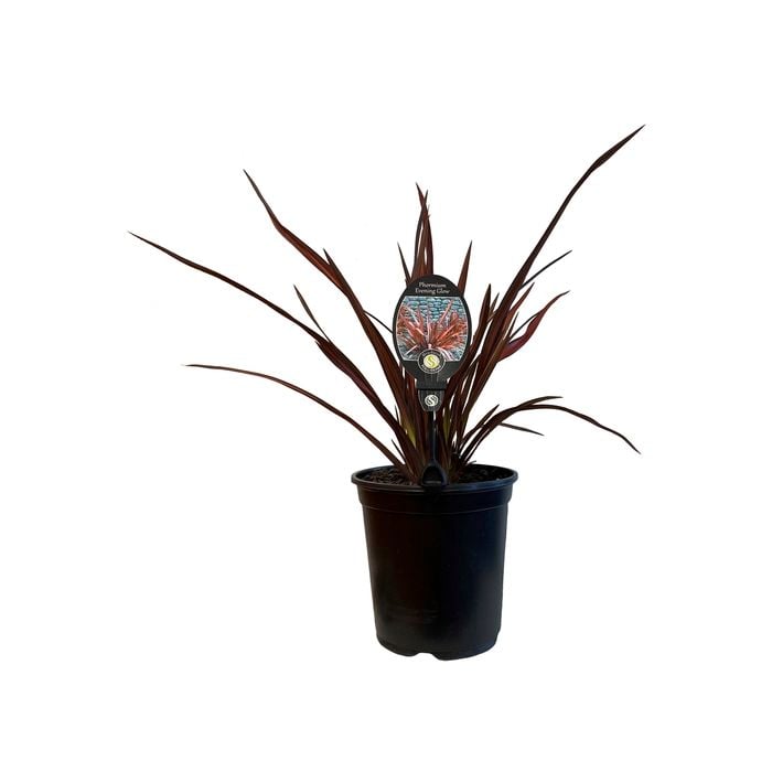 3.5L Phormium Evening Glow - Phormium tenax Evening Glow