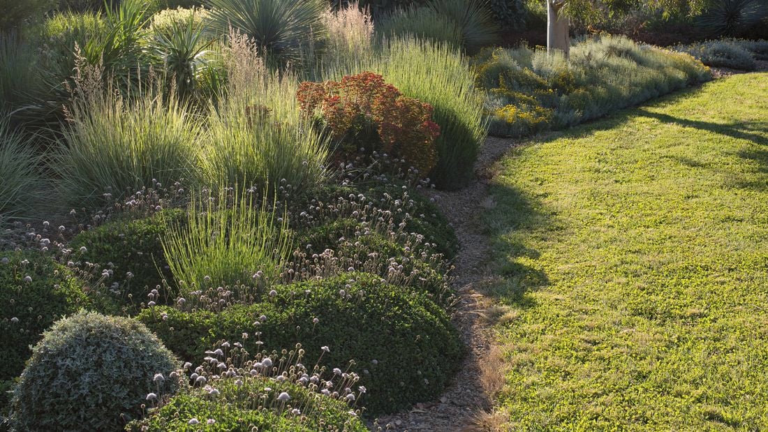 View of garden with a variety of bushes, flowering plants and trees bordering a lawn.