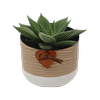 90mm Haworthia In Ceramic