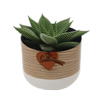 90mm Haworthia In Ceramic