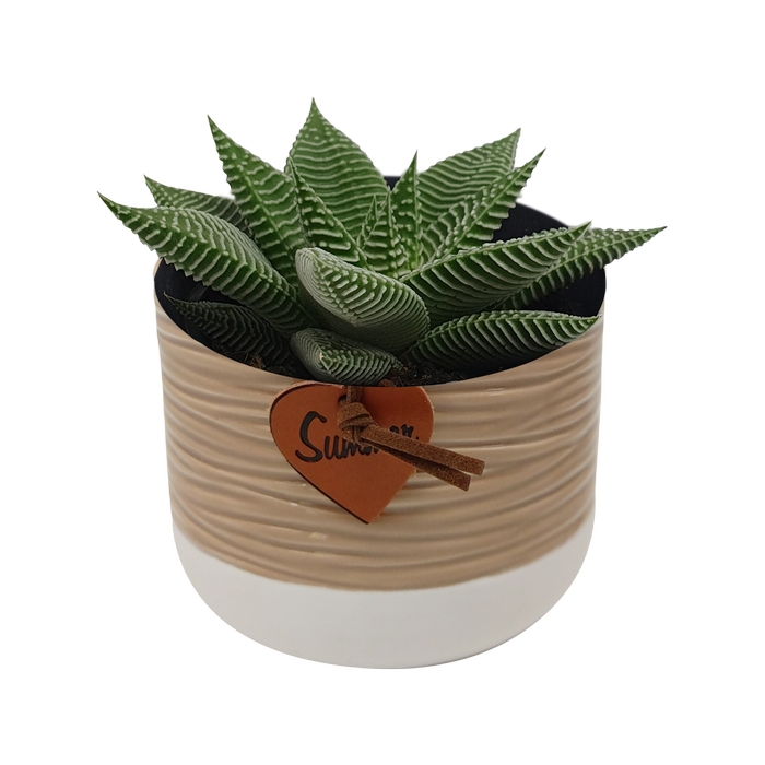 90mm Haworthia In Ceramic