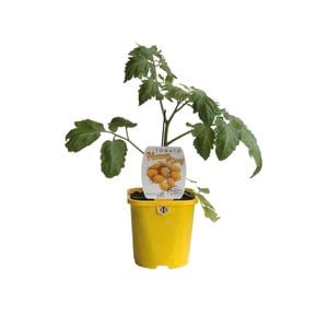 125mm Tomato Honey Drop - Lycopersicon esculentum