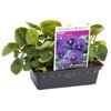 Pansy Black N Blue Punnet - Viola x wittrockiana