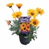 150mm Assorted African Daisy - Arctotis hybrid Fireburst