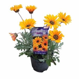 150mm Assorted African Daisy - Arctotis hybrid Fireburst