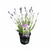 150 mm Lavender Azure Leigh Pvr - Lavandula hybrid