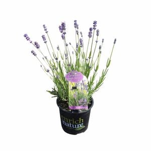 150 mm Lavender Azure Leigh Pvr - Lavandula hybrid