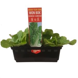 Punnet Won Bok - Brassica rapa - Grow Your Own Range