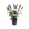 140mm Fisher Signature Salvia Vivacious - Salvia hybrid
